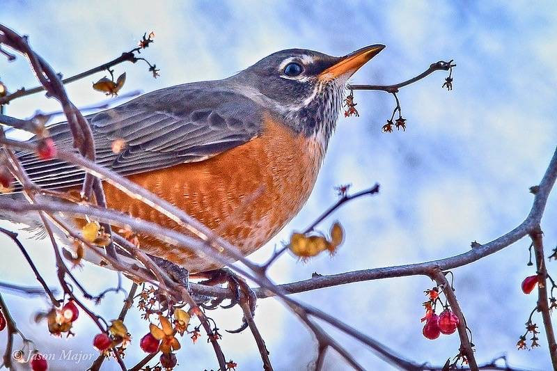 American Robin  Audubon Field Guide