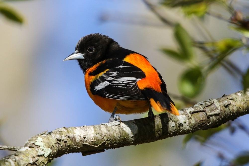 Baltimore Oriole (east)