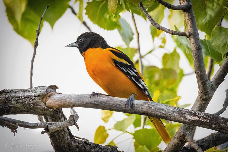 Altamira Oriole  Audubon Field Guide