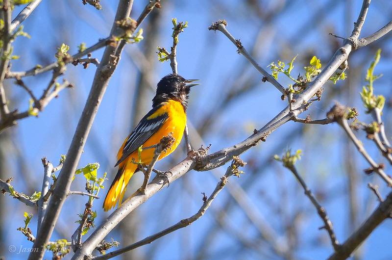 June Bird of the Month: Baltimore Oriole - Awbury Arboretum