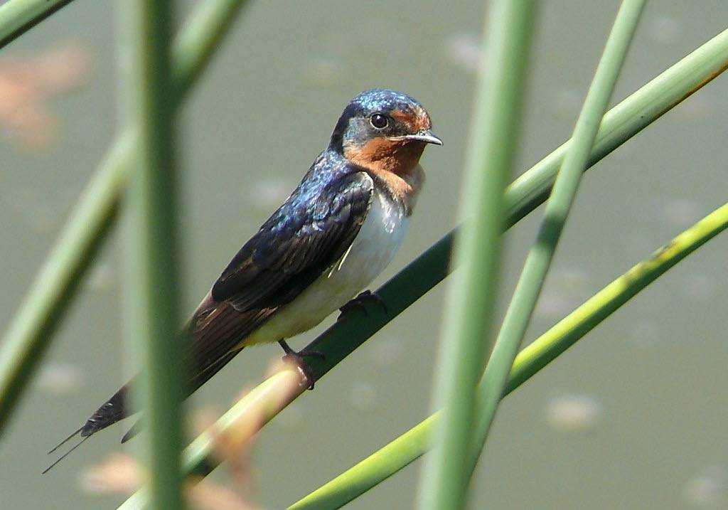 Barn swallow - Wikipedia