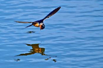 Barn Swallow