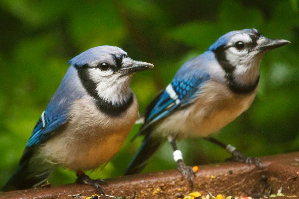 Rhapsodies in Blue: Blue Jays - All Seasons Wild Bird Store