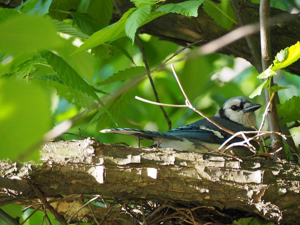 Blue Jay » Holden Forests & Gardens