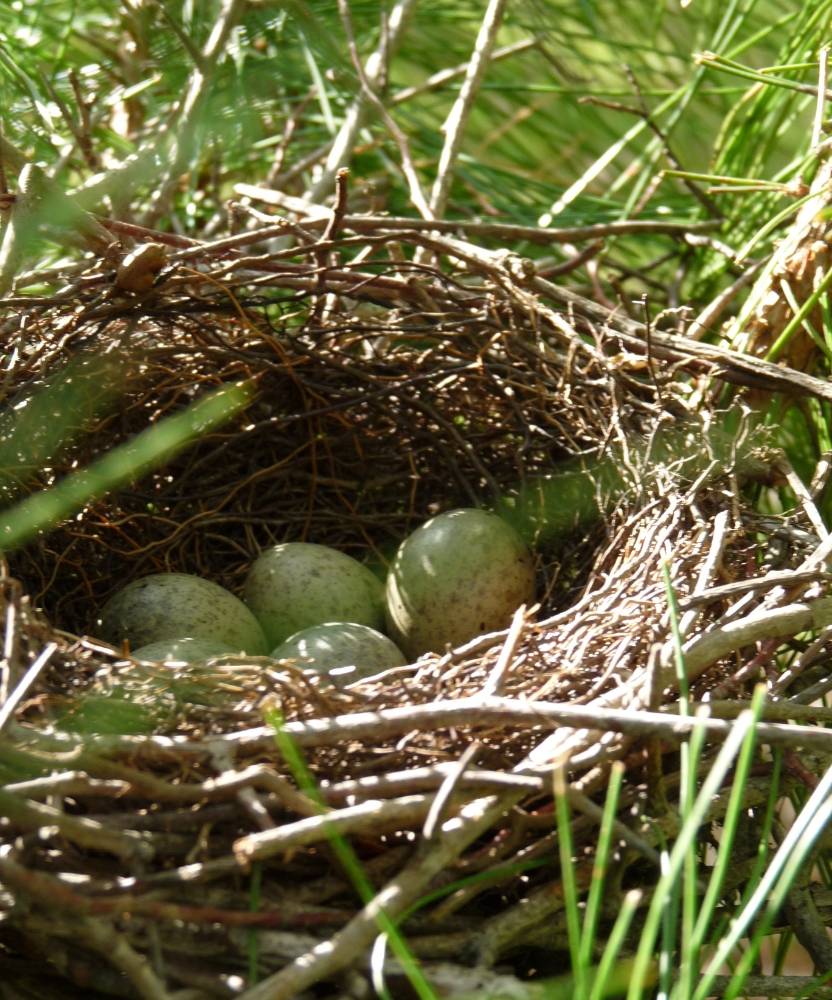 Florida Memory • Nest and eggs of Southern Blue jay.
