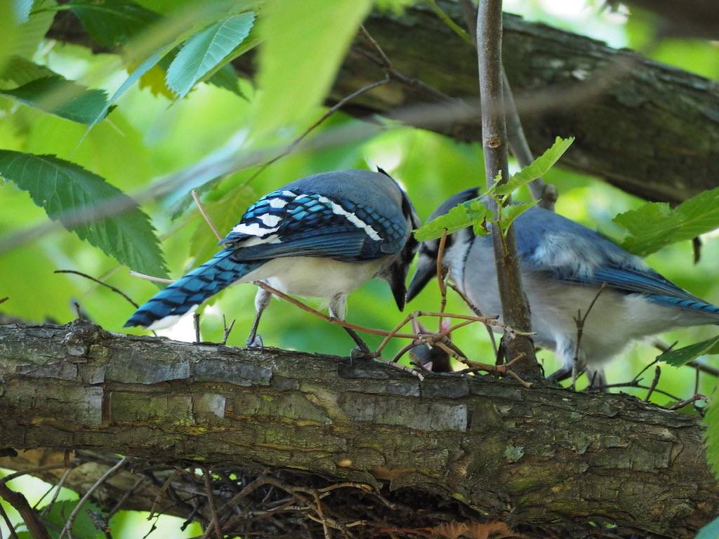 Blue Jay » Holden Forests & Gardens