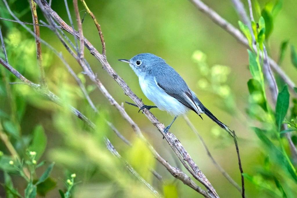 https://www.saltergrove.org/_files/public/Bird%20Galleries/Blue-gray%20Gnatcatcher/02%20Female%20Blue-gray%20Gnatcatcher%20%20wintering%20in%20Florida%2010-08-19.jpg?w=1024