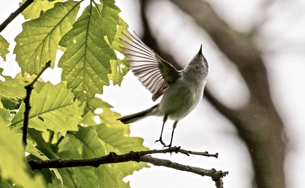 Blue-gray Gnatcatcher (Catching Insects)