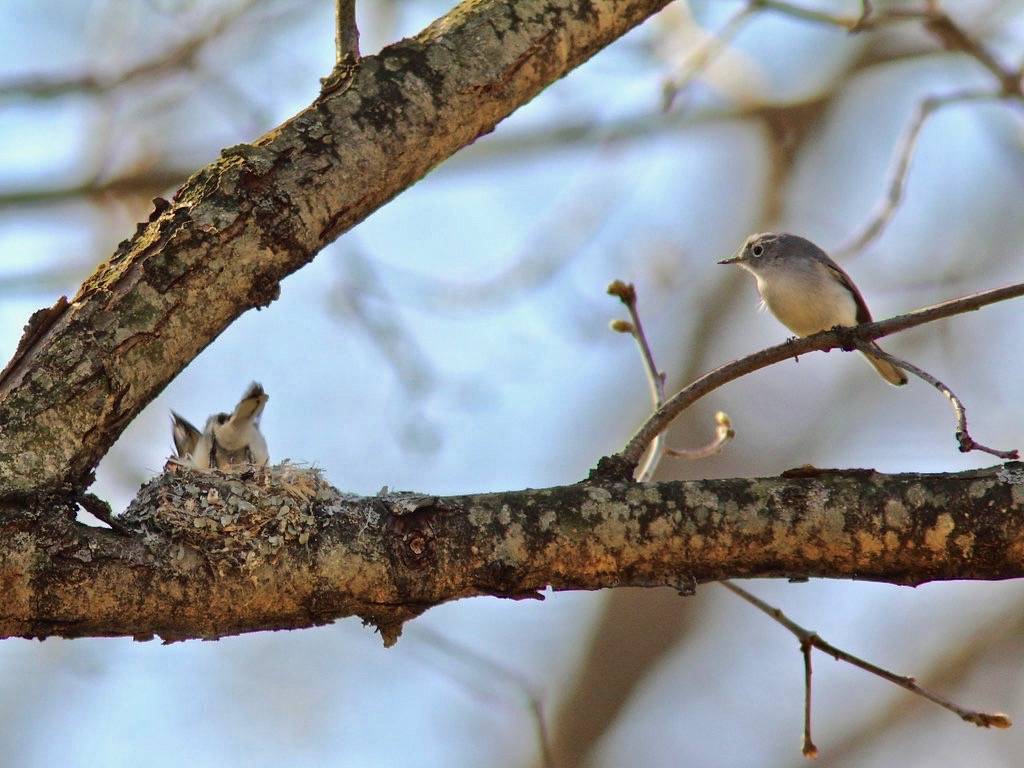 https://www.saltergrove.org/_files/public/Bird%20Galleries/Blue-gray%20Gnatcatcher/09%20Nest-building%20pair%20Blue-gray%20Gnatcatcher%20%2005-02-15.jpg?w=1024