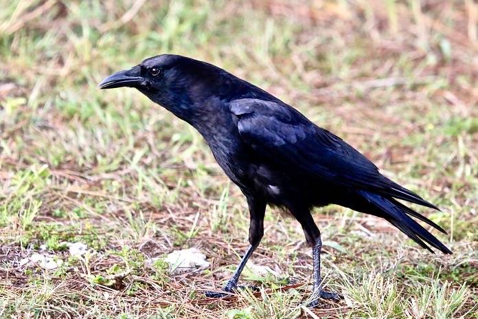 Common raven - Wikipedia