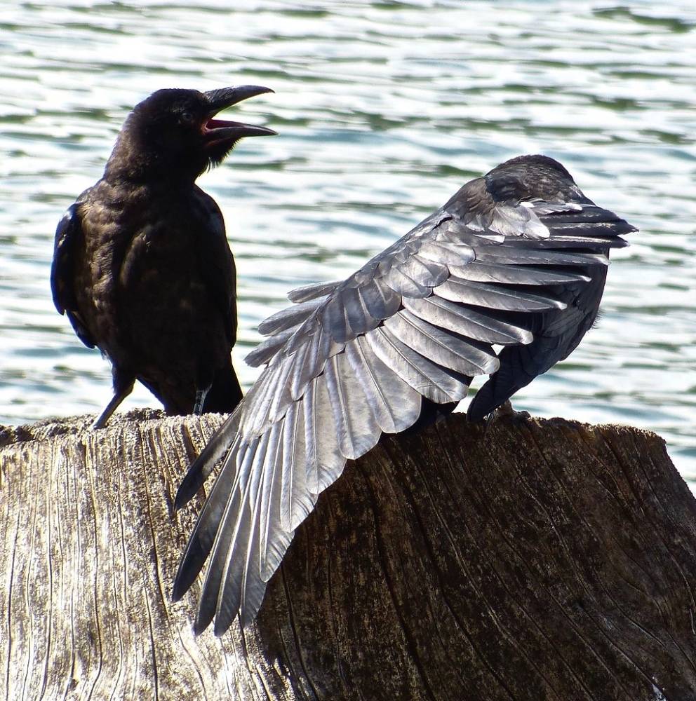 Common raven - Wikipedia