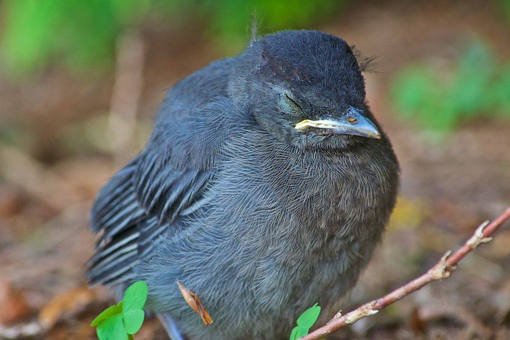 Gray Catbird  Audubon Field Guide