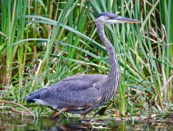 Great Blue Heron