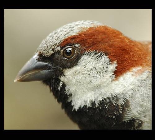 House sparrow - Wikipedia