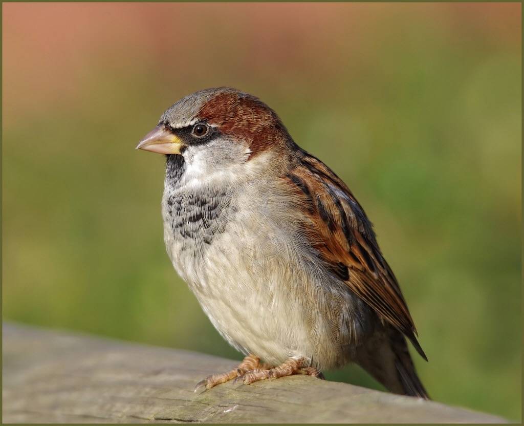 House sparrow - Wikipedia