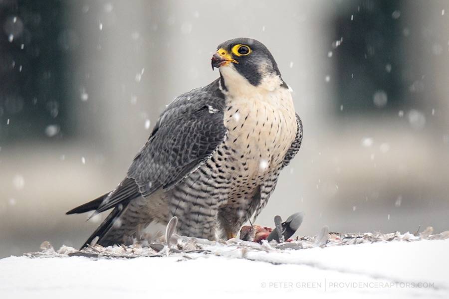 Peregrine Falcon