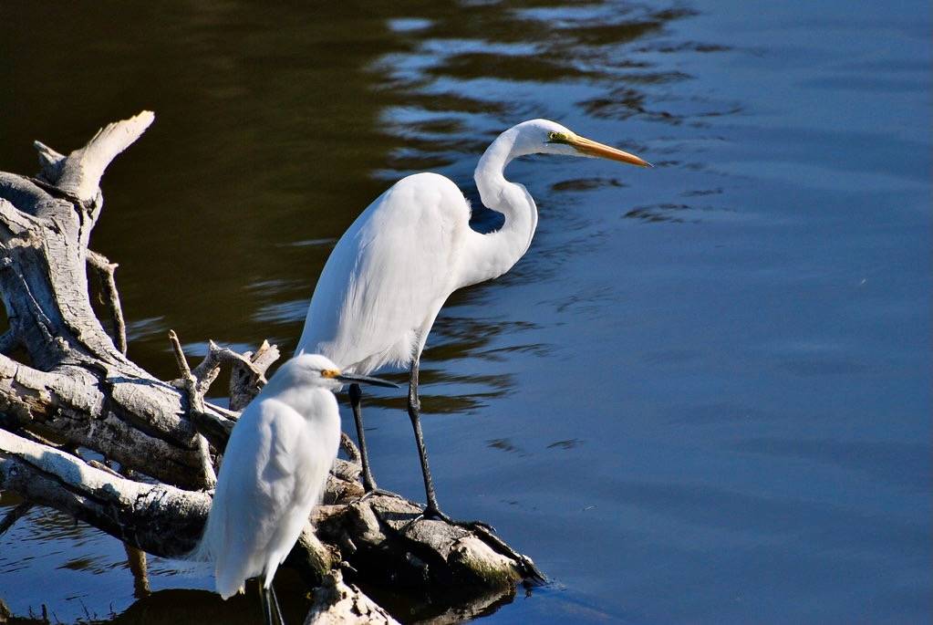 Snowy Egret