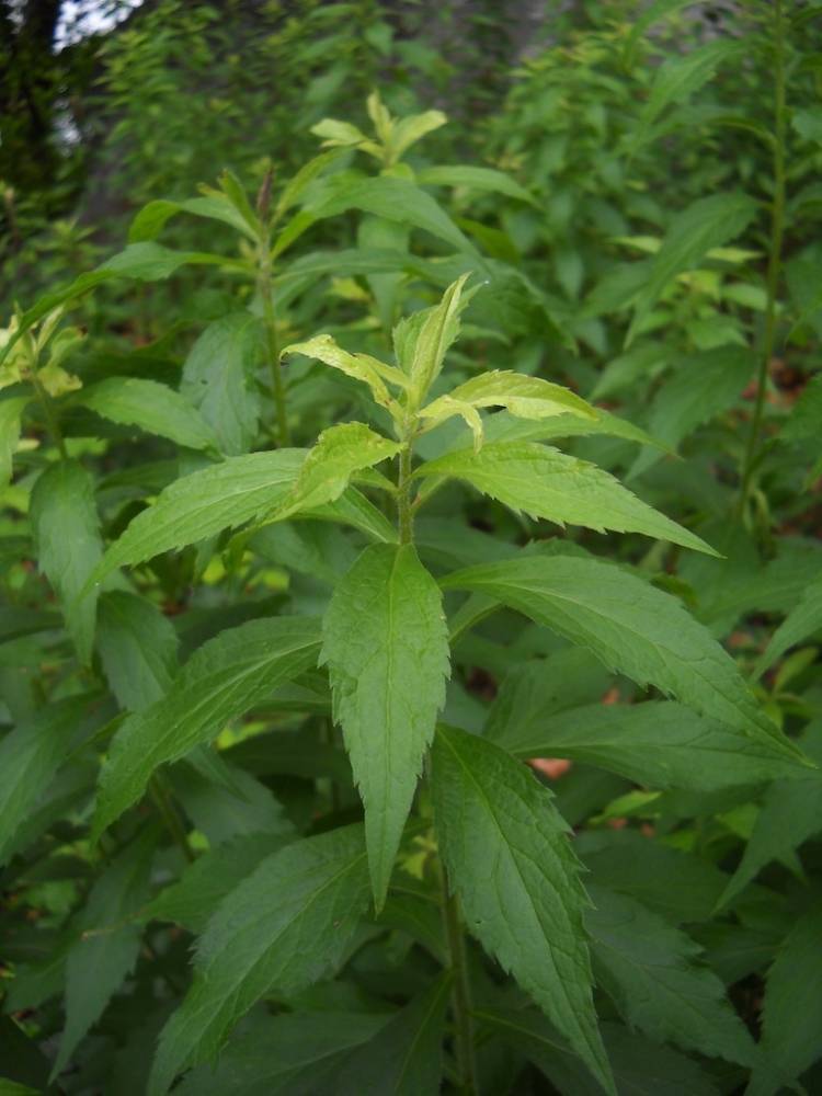 Canada goldenrod