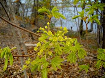 Norway maple