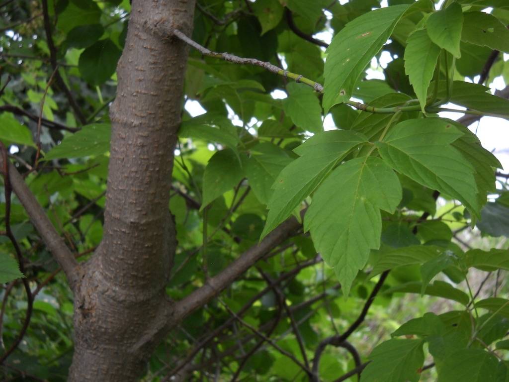 ash-leaved maple