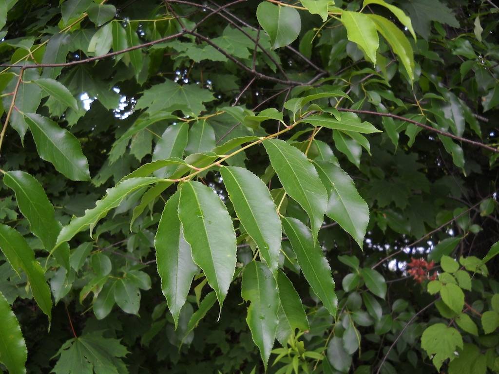 wild cherry tree leaf