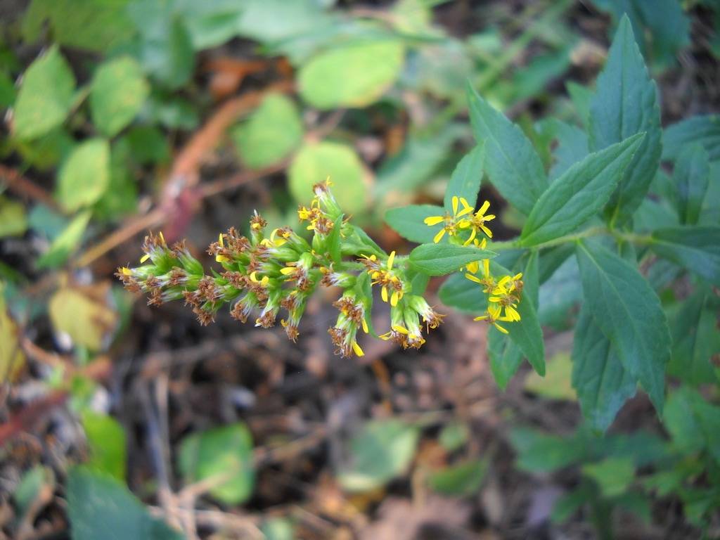 common wrinkle-leaved goldenrod